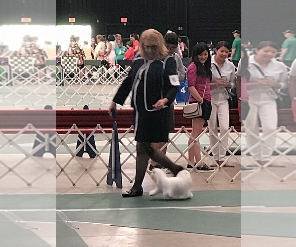 Medium Photo #10  Breeder Profile in WILSON, NY, USA