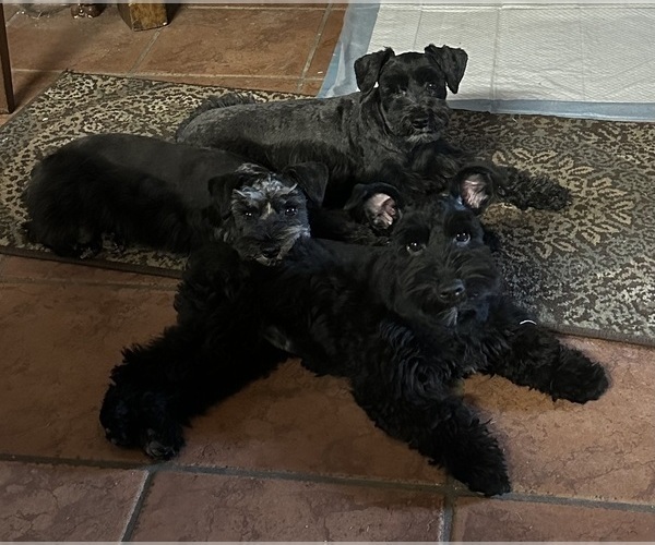 Medium Photo #1  Breeder Profile in PORT LAVACA, TX, USA