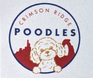 Poodle (Miniature) Dog Breeder in SAINT GEORGE,  USA
