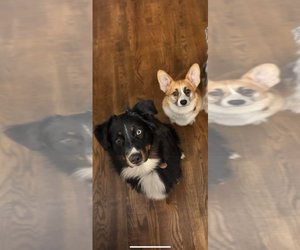 Australian Shepherd Dog Breeder near FORT SCOTT, KS, USA