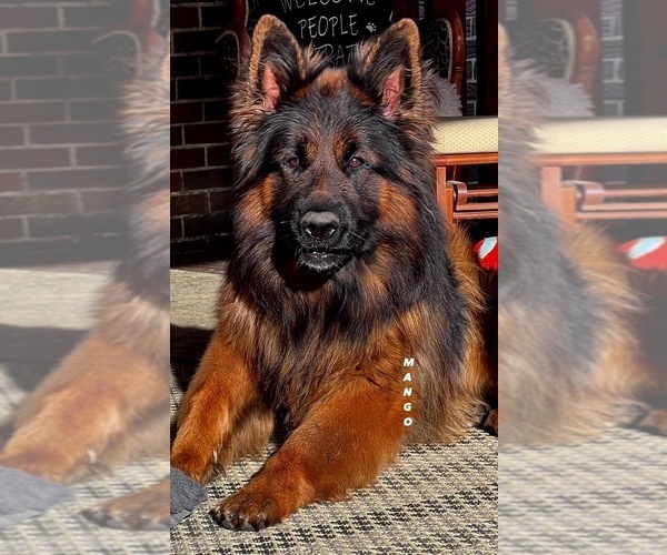 Medium Photo #5  Breeder Profile in GADSDEN, AL, USA