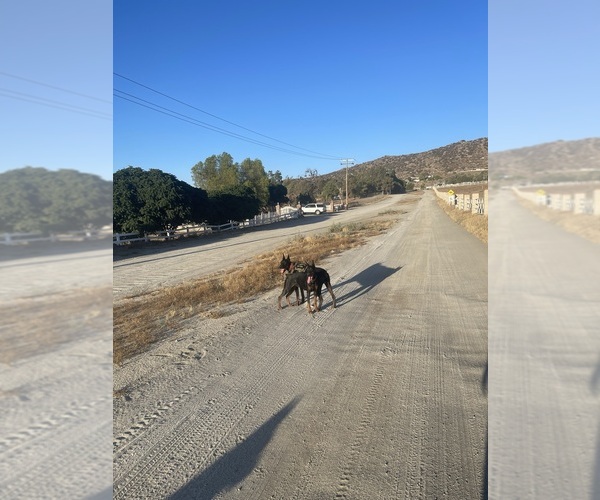 Medium Photo #5  Breeder Profile in NUEVO, CA, USA