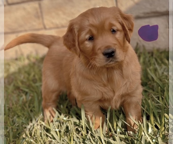 Medium Photo #5  Breeder Profile in WEST COVINA, CA, USA