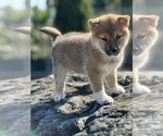 Small breeder photo