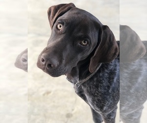 German Shorthaired Pointer Dog Breeder in MORTON,  USA