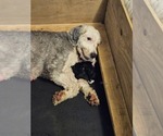 Small breeder photo