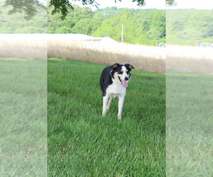 Border Collie Dog Breeder near ROCKY MOUNT, VA, USA