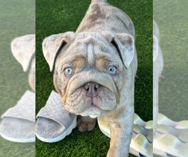 Medium Photo #10  Breeder Profile in CAPE CORAL, FL, USA