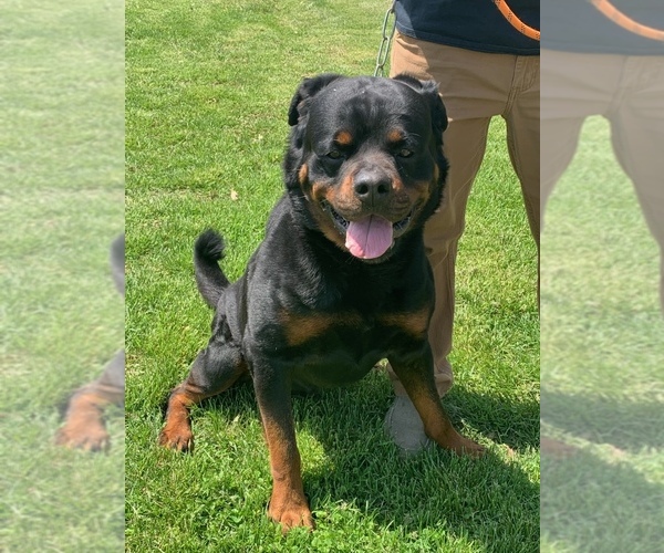 Medium Photo #1  Breeder Profile in CASSVILLE, MO, USA