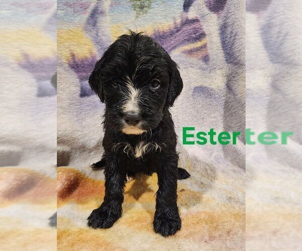 Medium Photo #3  Breeder Profile in MONETA, VA, USA