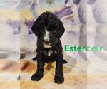 Small #2 Breeder Profile image