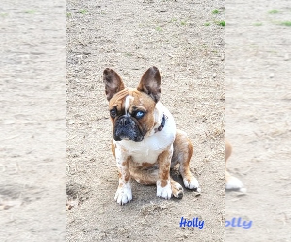 Medium Photo #11  Breeder Profile in ROCKY MOUNT, NC, USA