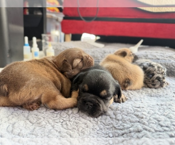 Medium Photo #9  Breeder Profile in TAMPA, FL, USA