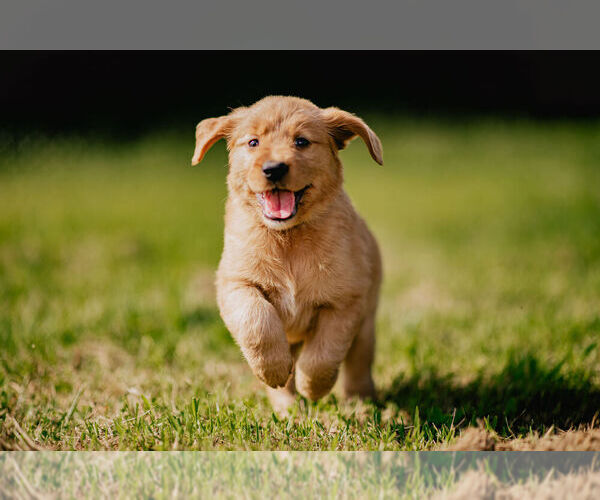 Medium Photo #4  Breeder Profile in MOREHEAD, KY, USA