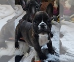 Small #11 Breeder Profile image