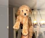 Small #7 Breeder Profile image