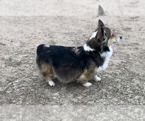 Medium Photo #5  Breeder Profile in AMES, OK, USA