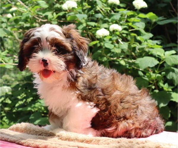 Medium Photo #49  Breeder Profile in THORP, WI, USA