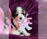 Small #8 Breeder Profile image