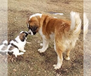 Newfoundland Dog Breeder near BERESFORD, SD, USA