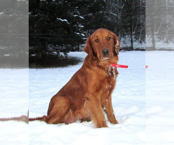 Medium Photo #1  Breeder Profile in WOLCOTT, VT, USA