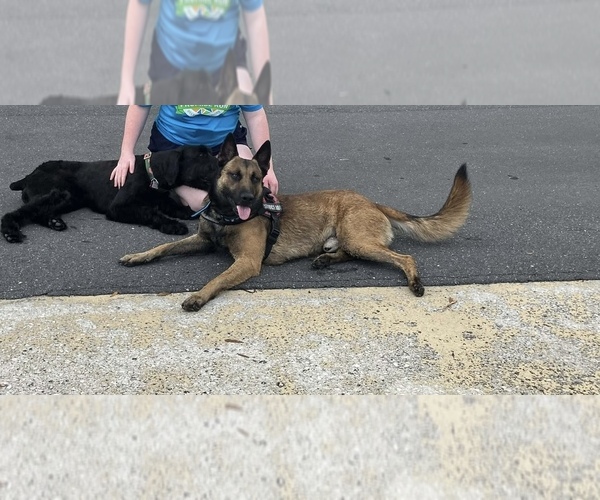 Medium Photo #4  Breeder Profile in PLANT CITY, FL, USA