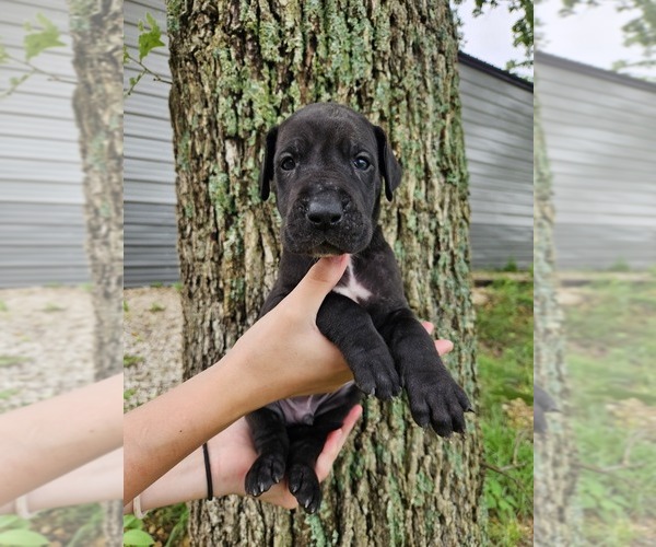 Medium Photo #21  Breeder Profile in WALNUT GROVE, MO, USA