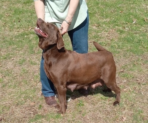 Medium Photo #12  Breeder Profile in ORANGE, MA, USA