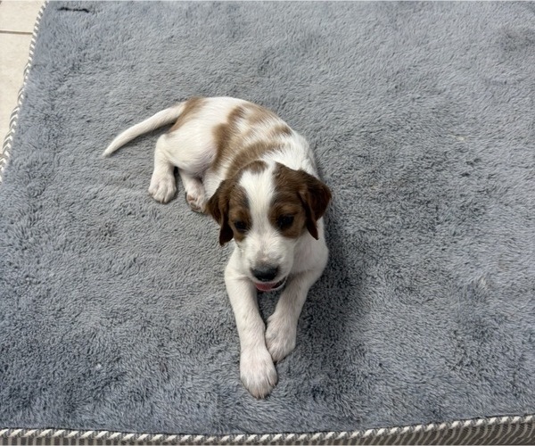 Medium Photo #5  Breeder Profile in MILES, TX, USA