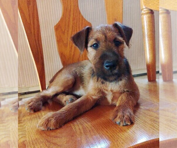 Medium Photo #5  Breeder Profile in WATERLOO, NY, USA