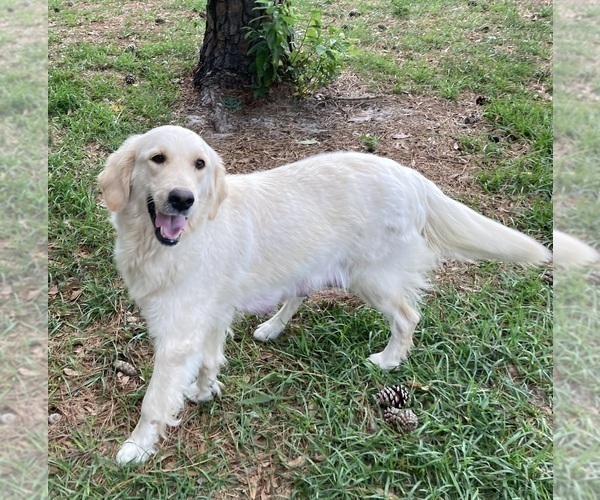 Medium Photo #3  Breeder Profile in BARNWELL, SC, USA