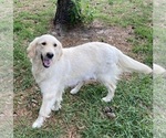 Small #2 Breeder Profile image
