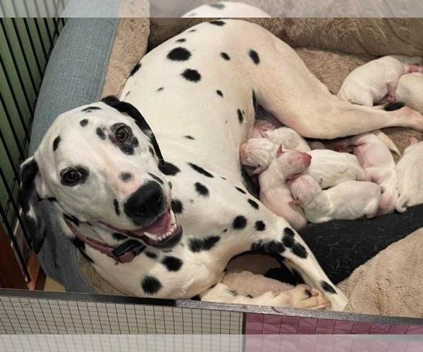 Medium Photo #1  Breeder Profile in CLARKS SUMMIT, PA, USA
