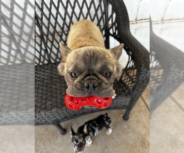 Medium Photo #9  Breeder Profile in MARICOPA, AZ, USA