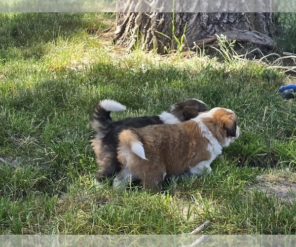 Medium Photo #4  Breeder Profile in ELGIN, OR, USA