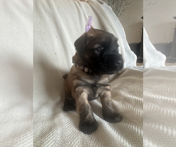 Medium Photo #6  Breeder Profile in PHOENIX, AZ, USA