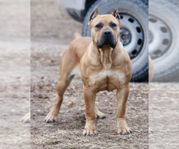 Medium Photo #1  Breeder Profile in MARSHALLTOWN, IA, USA