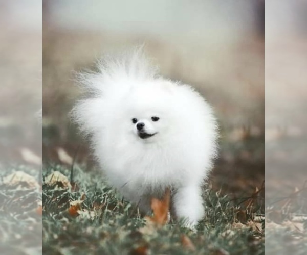 Medium Photo #13  Breeder Profile in CHARLOTTE, NC, USA