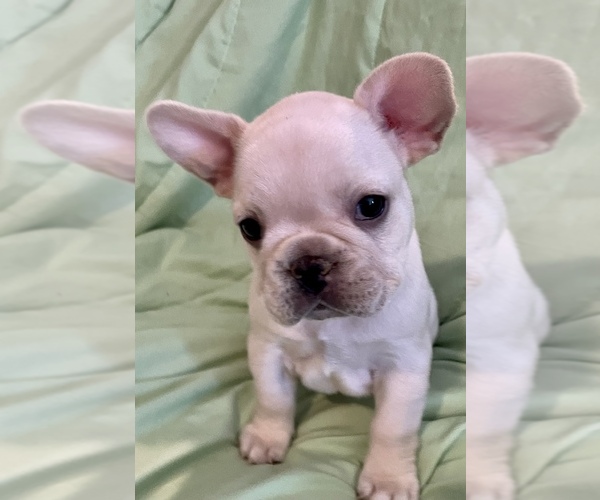 Medium Photo #1  Breeder Profile in HOMOSASSA, FL, USA