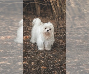 Maltese Dog Breeder near MONTGOMERY, IN, USA