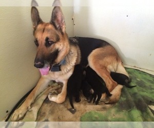 German Shepherd Dog Dog Breeder near SPARTA, NC, USA