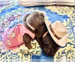 Small #29 Breeder Profile image