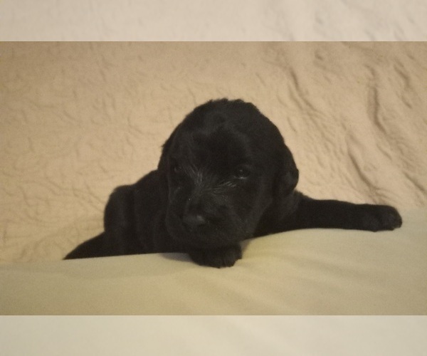 Medium Photo #10  Breeder Profile in JEFFERSONTOWN, KY, USA