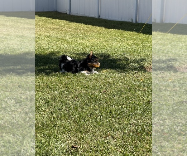Medium Photo #9  Breeder Profile in DARLINGTON, SC, USA
