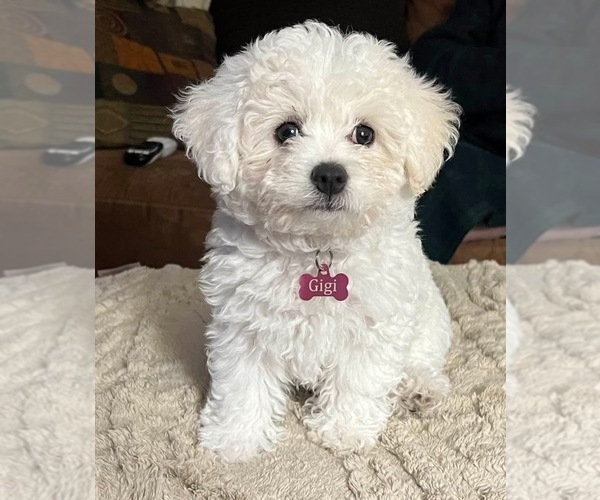 Medium Photo #19  Breeder Profile in PICKFORD, MI, USA