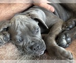 Small breeder photo