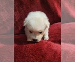 Small #77 Breeder Profile image