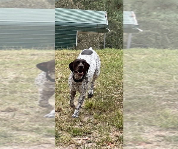 Medium Photo #8  Breeder Profile in LEXINGTON, SC, USA