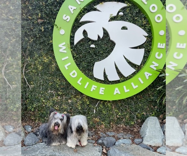 Medium Photo #24  Breeder Profile in LAKESIDE, CA, USA