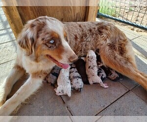 Australian Shepherd Dog Breeder near WITTMANN, AZ, USA